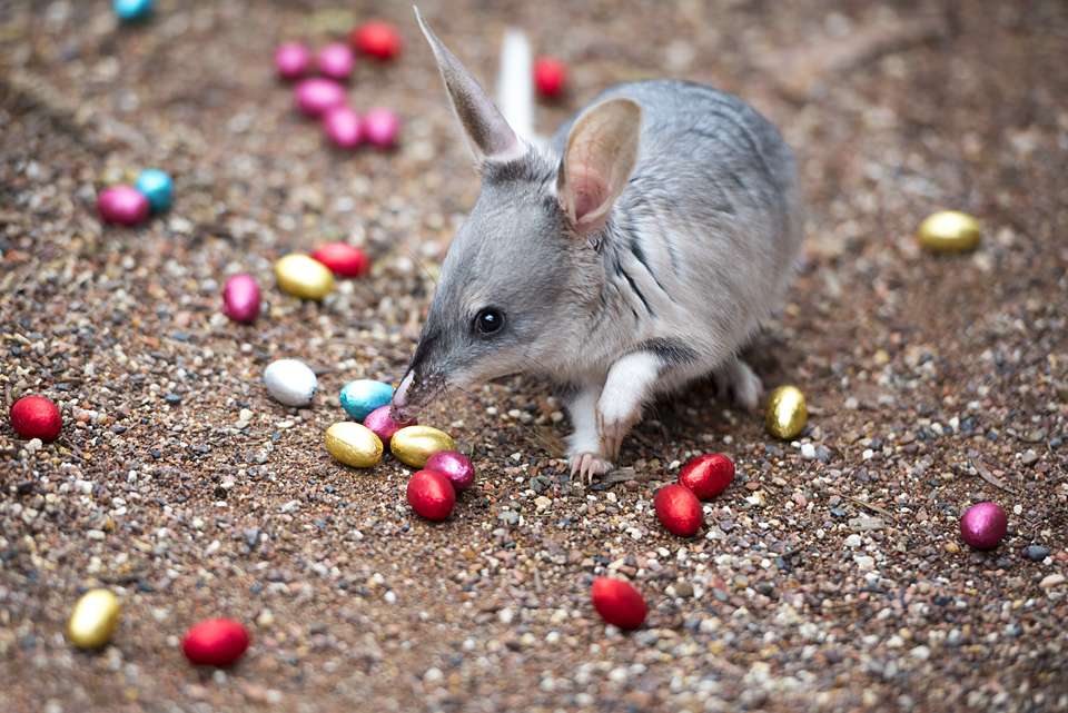 Easter Bilby